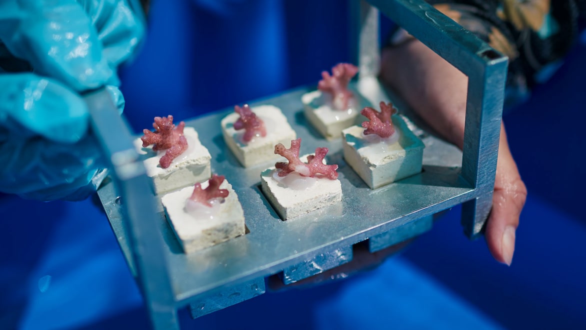 Two hands wearing blue latex gloves holding a Coral Maker housing unit with six live coral "seeds" embedded in sand-colored cubes.